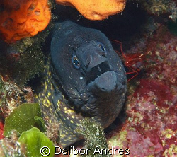 Muraena helena, Canon EOS 350D, EF-S 60mm by Dalibor Andres 